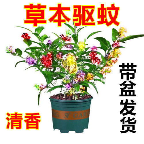 夜來香盆栽花苗室內陽臺清香木綠植九里香花卉超耐寒