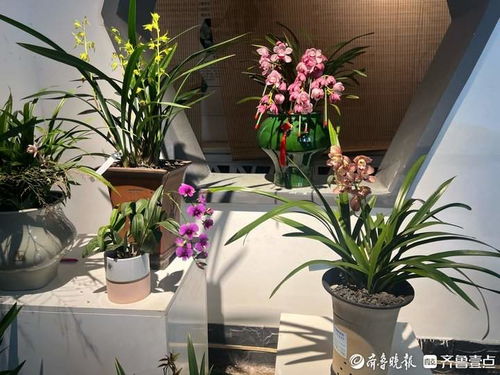 喜歡蘭花的不要錯過,濟南泉城公園蘭花展免費開放中
