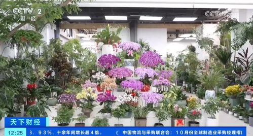 從禮品變為大眾消費品,鮮花經濟更接地氣,花卉產業鏈正在促進消費升級