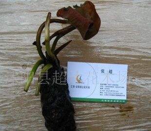 供應優秀水生植物+水生花卉+睡蓮+子午蓮+水芹花_農副產品_世界工廠網中國產品信息庫