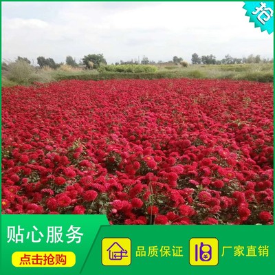 廠家直銷花卉種子 優質翠菊種子 重瓣紅色翠菊 江西臘七月 工程綠化 園藝花卉圖片_高清圖_細節圖-酒泉康達農副產品專業合作社