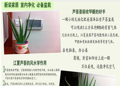 花卉盆景蘆薈盆栽批發 庫拉索蘆薈種苗_農副產品_世界工廠網