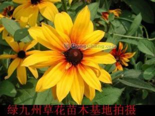 供應山東黑心菊價格 綠化草花價格宿根花卉價格_農副產品_世界工廠網中國產品信息庫