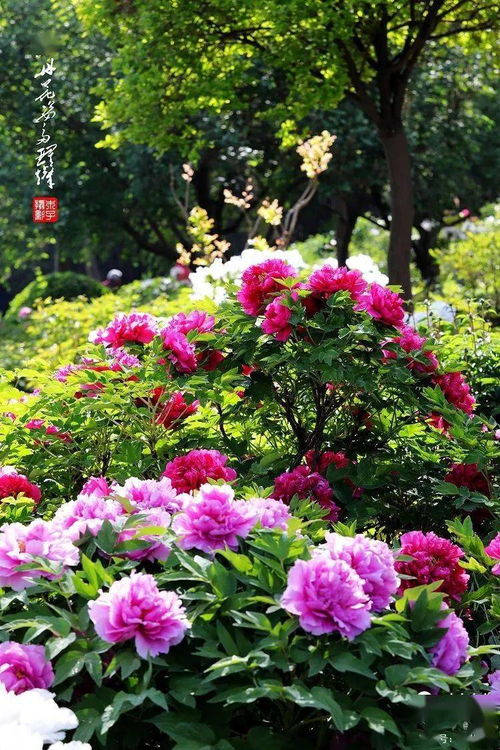 花卉攝影 牡丹花姿多璀燦