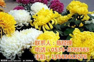 國慶菊 青州國慶菊 鑫宇花卉 優質商家 高清圖片 高清大圖