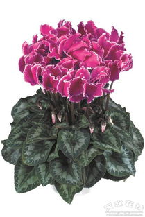 天水優(yōu)質(zhì)林果花卉產(chǎn)品參展北京世園會榮獲多個獎項(xiàng)