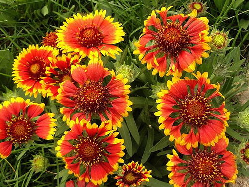 天人菊 天人菊報價 芳青花卉苗 優(yōu)質(zhì)商家 高清圖片 高清大圖