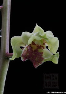 精品蕙蘭復(fù)花多圖