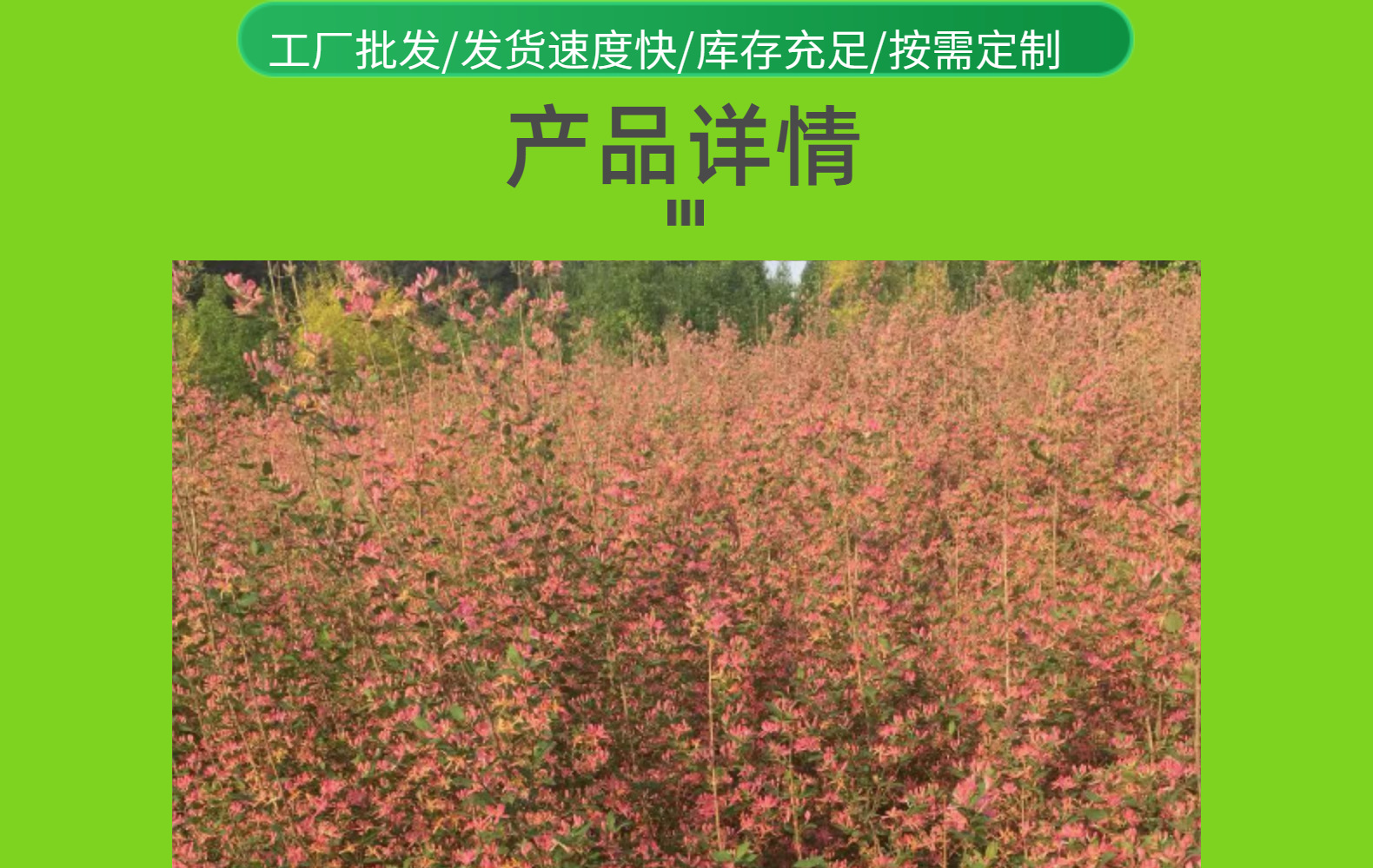 東北耐寒叢生金銀木 藍(lán)葉忍冬 紅花金銀忍冬價格合理