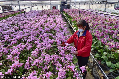 山東青州 花卉種植 助農增收