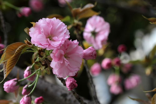 花卉 晚櫻