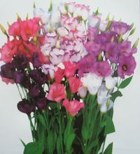 【花種大全】最新最全花種大全 產品參考信息