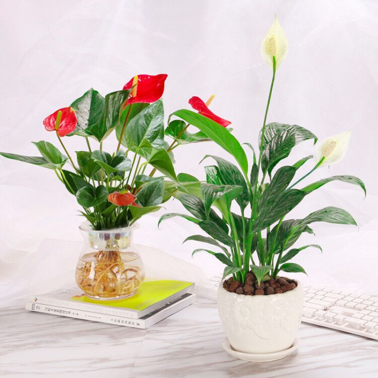位圖 植物攝影 寫實花卉 花朵 百合 免費素材產品工業素.