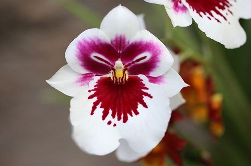 這 4種 花卉養的好,老花匠都稱贊,能養活1盆的人,絕對是高手