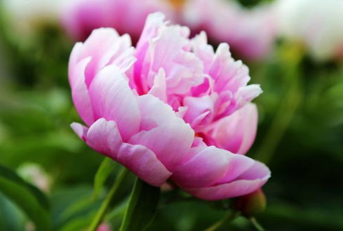 5月23日 5月29日,家養此款花卉,花朵大花期長,高貴優雅