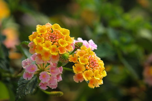 拍攝花卉一 112