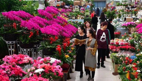 在唐山遇見最美的花市 心甘情愿做回花癡