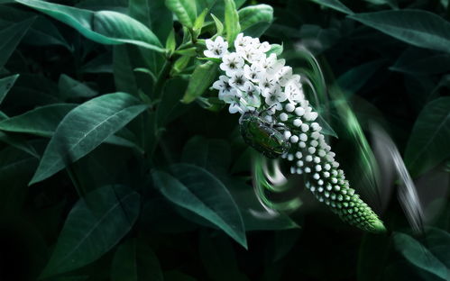 花卉 植物 攝影 植物