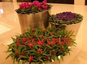 花卉租賃市場 武漢花卉租賃資訊