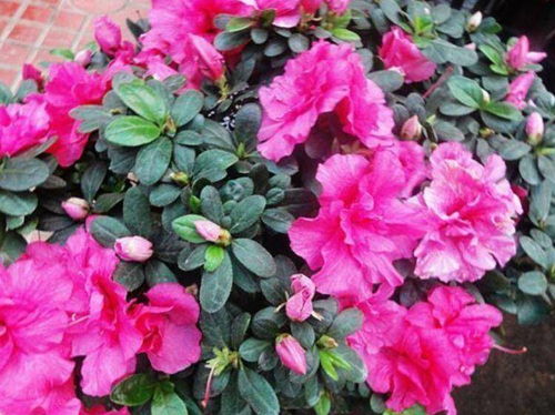 冬天就養5種花,好養又漂亮,10塊錢一盆,開花多 花期長