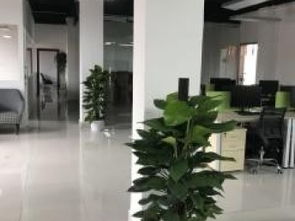 圖 廣州白云花店花木綠化公司鮮花綠植盆景盆栽花卉租售 廣州鮮花綠植