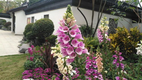 花卉公園隨拍