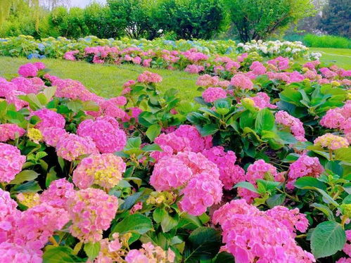 本月世界花卉大觀園將舉辦繡球花展 巨型重瓣星型大花球即將亮相