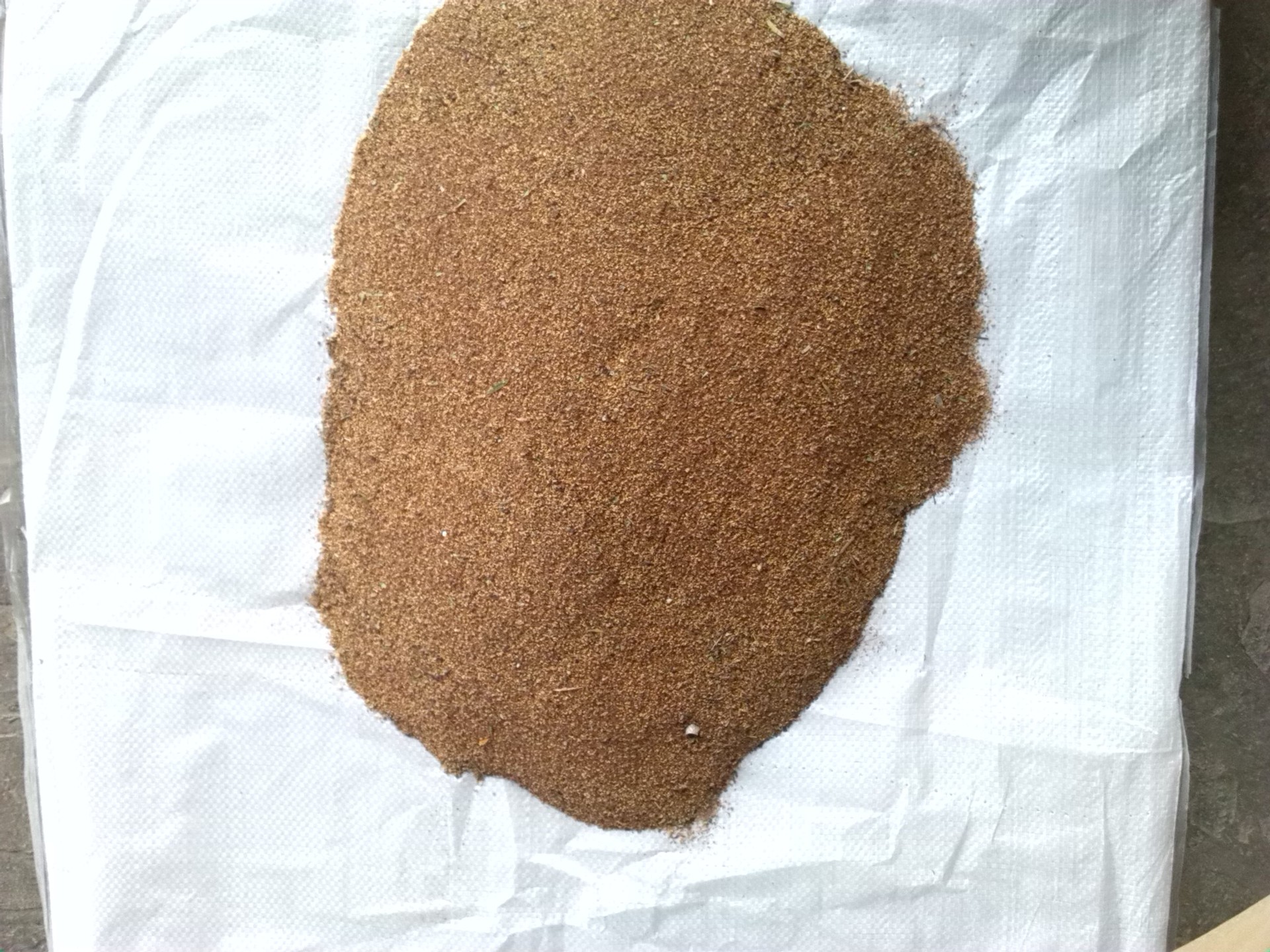 【供應紅千層 美花紅千層種子 美花白千層種子 紅柳樹 串錢柳種子】價格,廠家,圖片,花卉種子種苗,林錫敏(個體經營)-