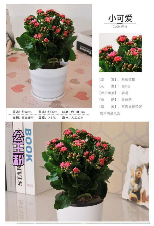 長壽花苗花盆栽重瓣花苗帶花包郵四季花卉植物凈化空氣吸甲醛