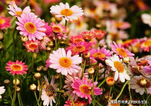 喜歡菊花,不如養盆 精品荷花 奪目,紅艷如牡丹,清新優雅