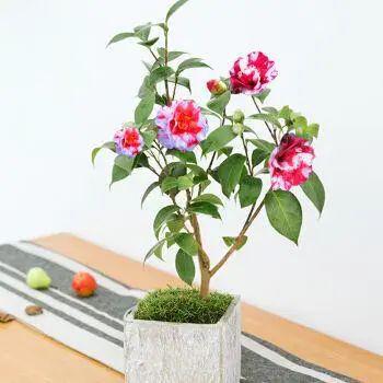 家里養這2種花,盆越小 花越多 ,個個都是 精品