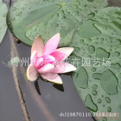 【廠家供應青州最暢銷花卉荷花品種優良花色鮮艷】青州市承龍花卉園藝場 - 產品庫