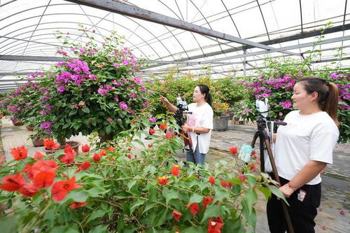 全國矚目 第十屆沭陽花木節今日盛大開幕