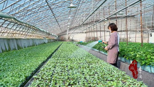 千城百縣看中國 山東廣饒 工廠化育苗 助推農業產業化