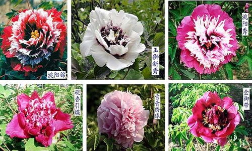 獨一無二紫斑牡丹 一縣一品公益助農,甘肅臨洮農特產品花卉
