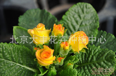 【大豐花卉廠家直銷時令草花小型盆栽花卉園林綠化迷你盆栽花卉現貨】北京大豐花卉種植中心 - 產品庫