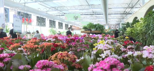 全國種苗花卉年產值超5000億元 美麗 經濟綻放勃勃生機
