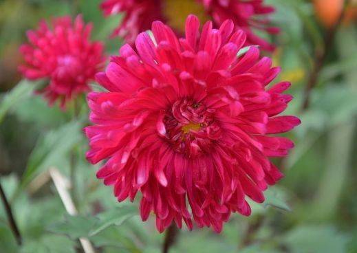 從5月23日開始,家養此款花卉,枝上花苞爆滿,養陽臺繁花似錦