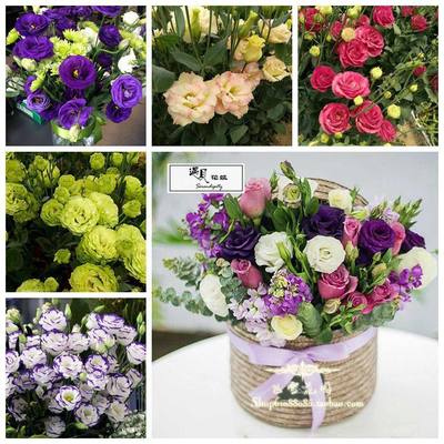 現(xiàn)貨洋桔梗切花陽(yáng)臺(tái)花卉多年生花苗 推薦