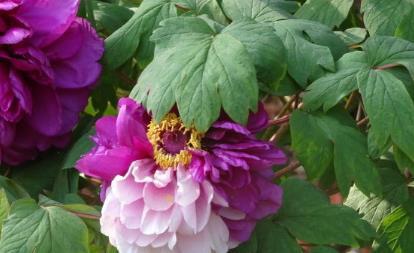 新手養(yǎng)花,不如養(yǎng)盆花中精品 紫二喬 ,一花開兩色,難得一見