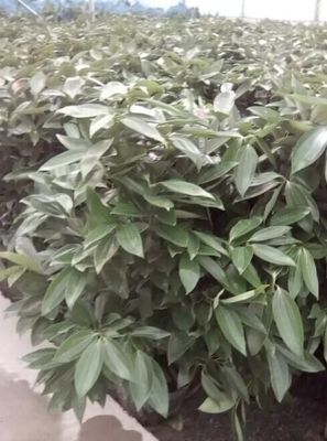 平安樹廠家/安陽(yáng)藝海源花卉圖片|平安樹廠家/安陽(yáng)藝海源花卉產(chǎn)品圖片由安陽(yáng)藝海源花卉批發(fā)公司生產(chǎn)提供-