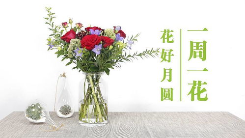限時(shí)團(tuán)購(gòu) 今天的你,更適合買花