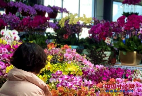 花卉市場年味濃 年宵花經濟火出圈