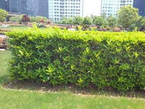 圖 別墅庭院私家花園陽臺綠化設計,小區廠房草皮種植養護 上海鮮花綠植