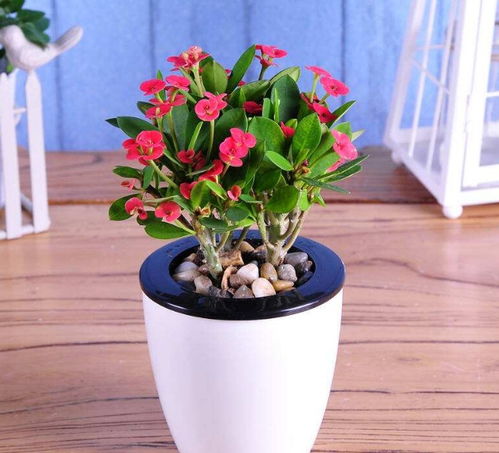 室內開花,易養的植物,2018不可錯過的花卉品種